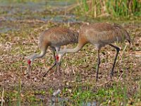 A1B8991c  Sandhill Crane (Antigone canadensis) - adults with 2-3 day-old colts